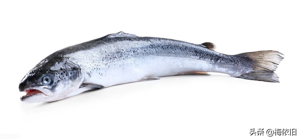 推荐6种鱼营养好肉质,鱼刺少又好看的鱼有哪些