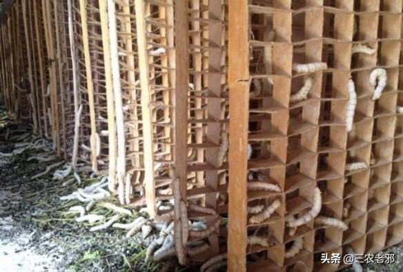 蚕茧如何增重,如何提高蚕簇利用率