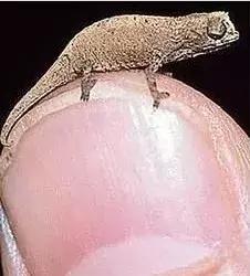 世界十大不寻常宠物,全球最稀有的宠物