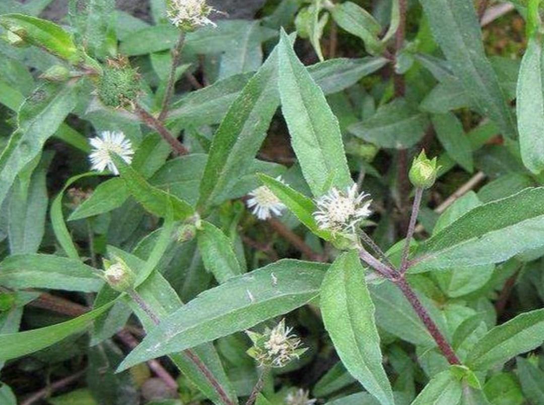 揭秘|这家中医院的“后花园”竟长着30多种野生中草药!