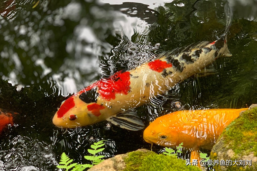 锦鲤怎样才肥又大,秋天到了该减肥了