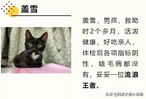 盖雪:信女愿一生荤素搭配,祈望这只拆家啊不,旺家猫找到新家