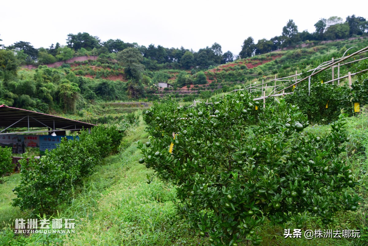 株洲哪里有好玩的度假山庄,株洲田园山庄