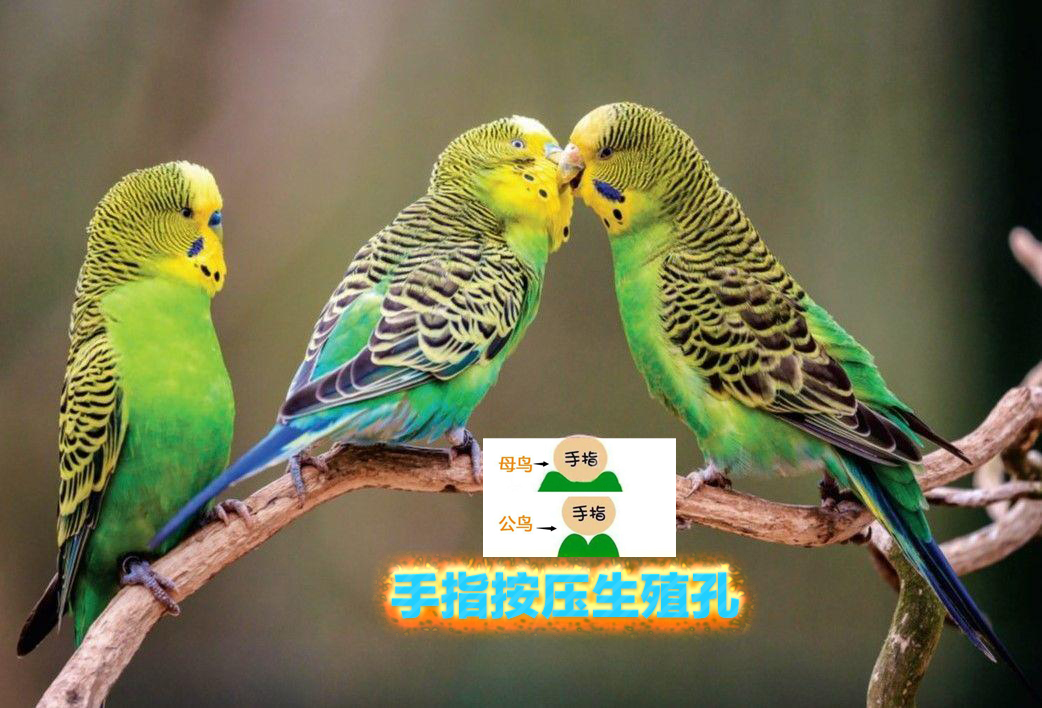 虎皮鹦鹉幼鸟分辨公母,如何区分幼鸟虎皮鹦鹉公母