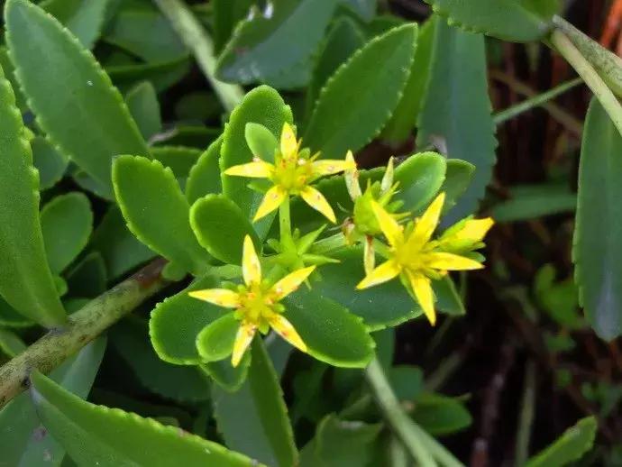 有药用价值的多肉植物图片,多肉植物有什么药用功效吗
