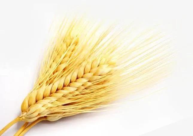 食物过敏会引起炎症吗,引起过敏的食物有哪些