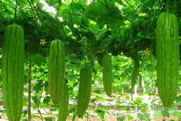 苦瓜不结瓜的原因及预防方法,如何预防苦瓜开裂