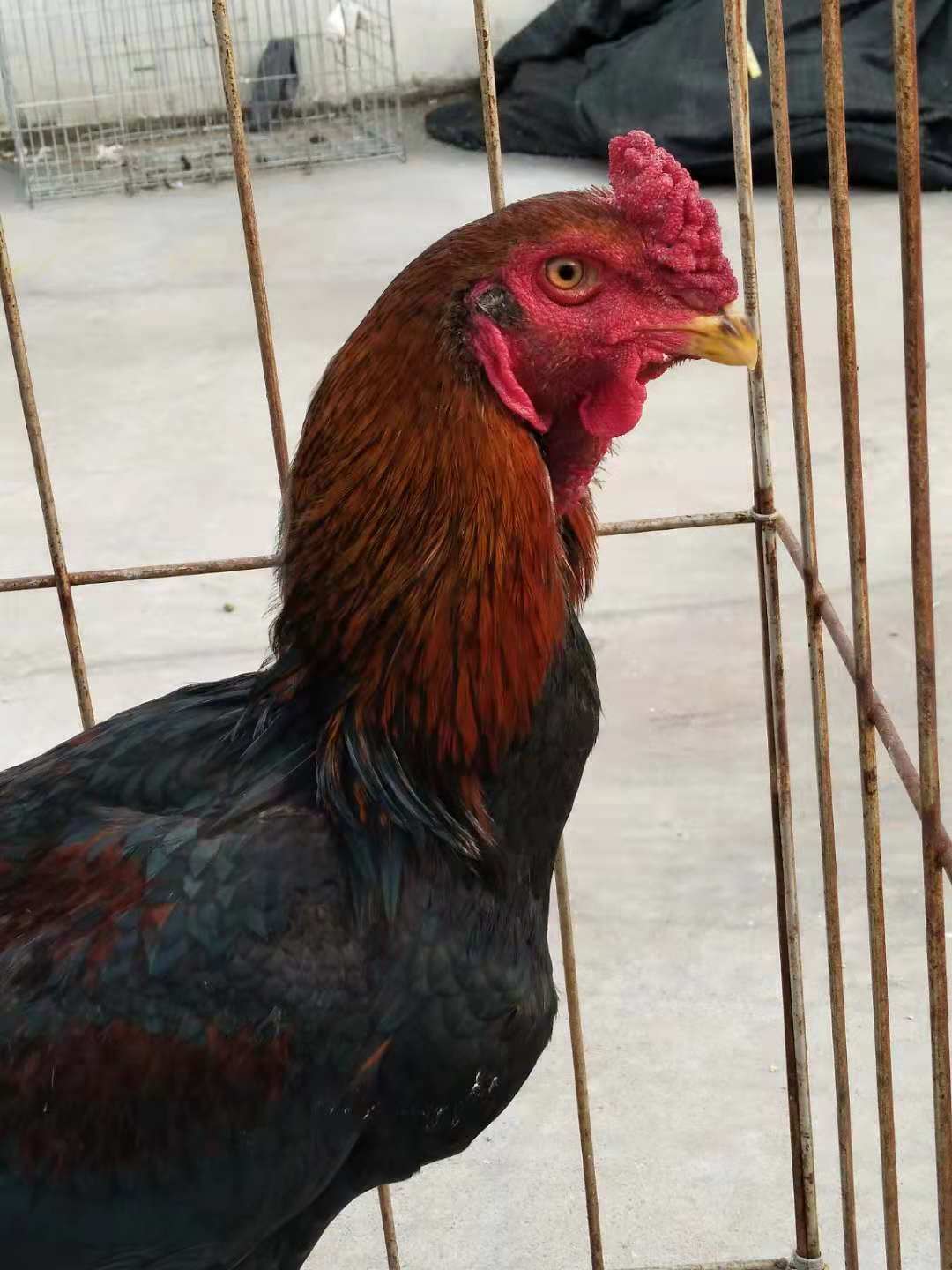 嫩鸡的配方,嫩鸡的正确吃法