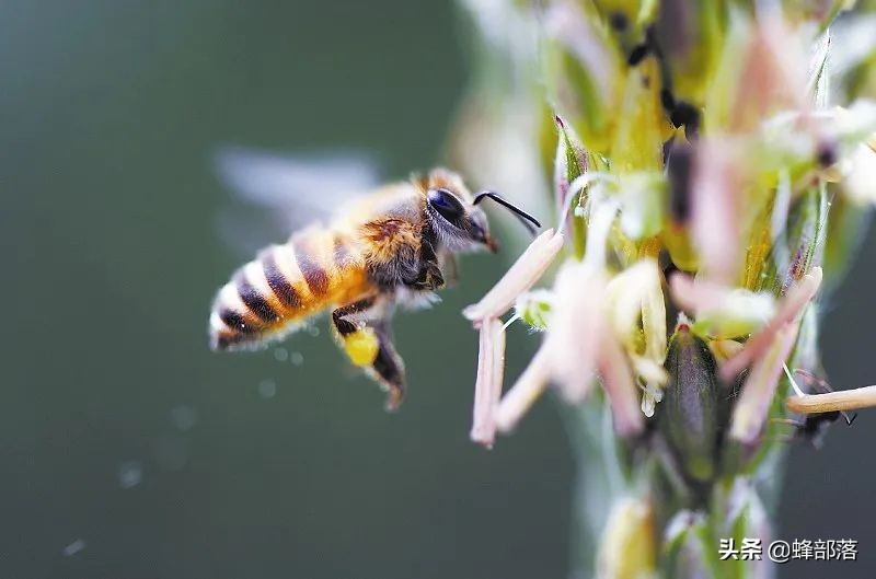 涔℃潙鎸叴铚滆渹鍙戝睍,铚滆渹鍔╁姏涔℃潙鎸叴