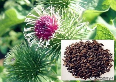 中华茶文化使者,中华文化中的使者