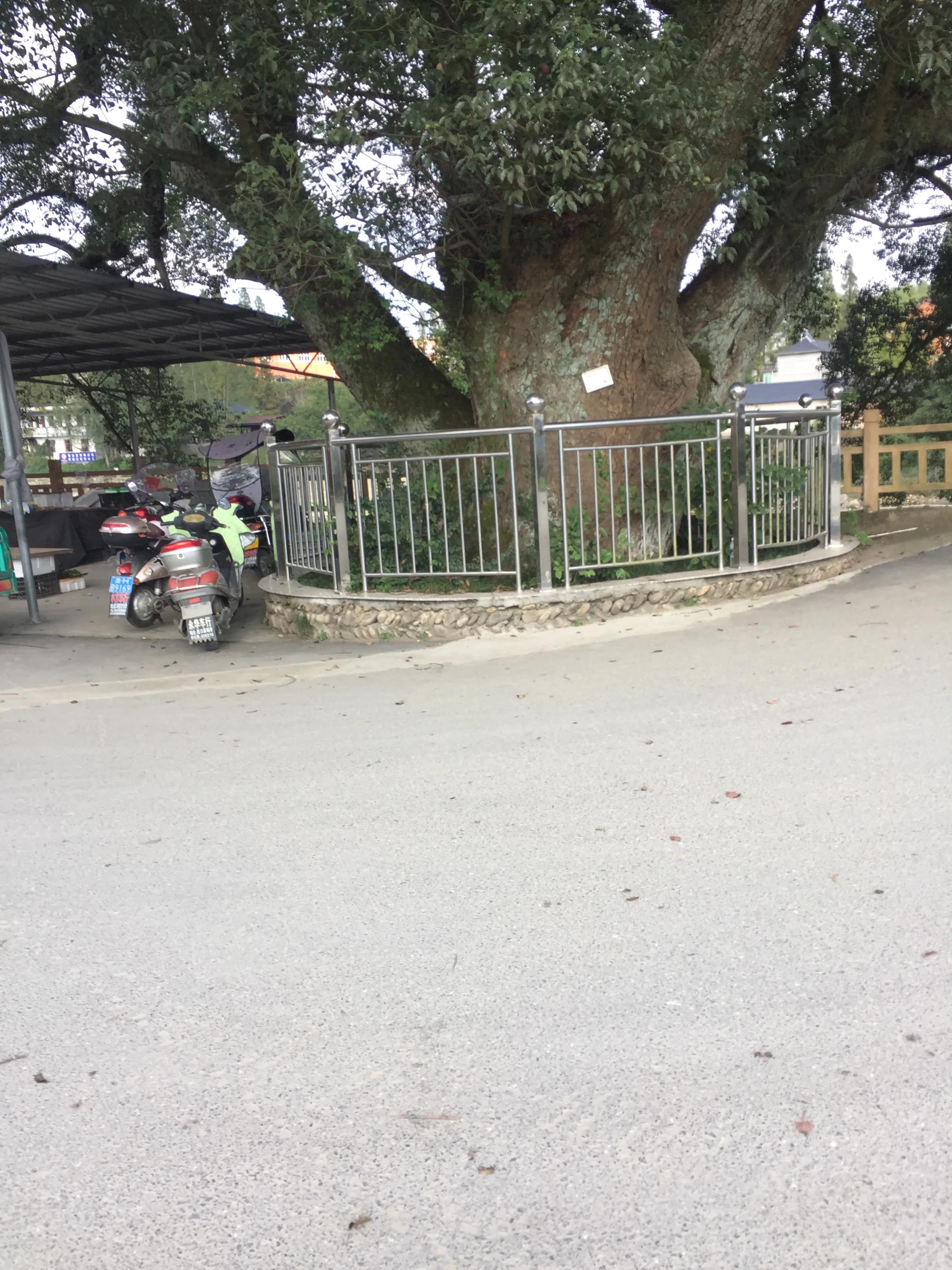 森林资源优势,森林资源是重要的宝藏