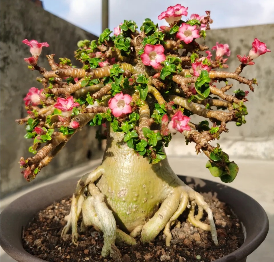 这“38种花”,当你开始收集品种时,你已入坑颇深