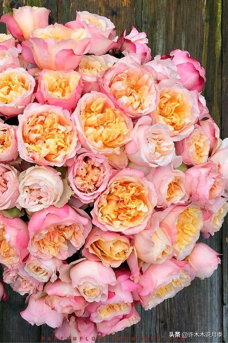 奥斯汀月季最佳品种,奥斯汀月季最好的品种