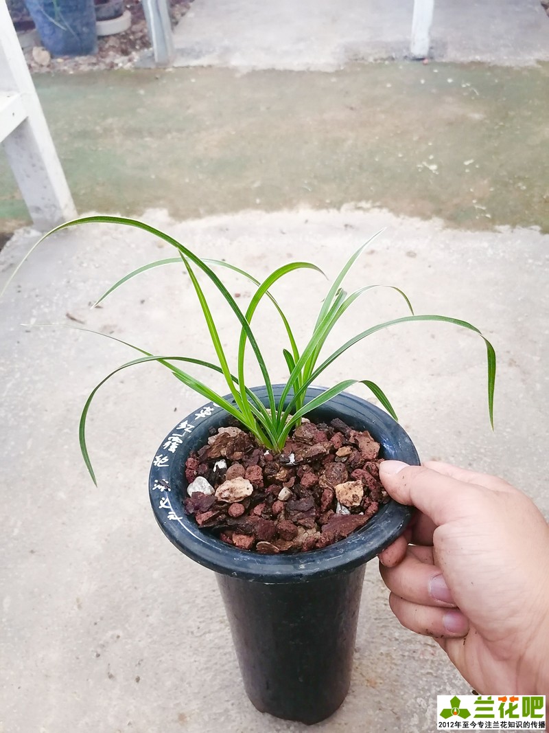 兰草单苗怎么上盆,养兰一盆几苗比较好