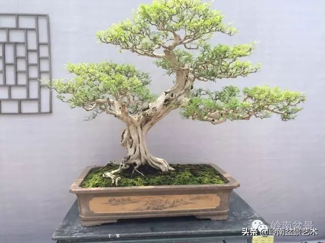 骞哥涔呬箙鐢滅敎铚滆湝,骞哥涔呬箙