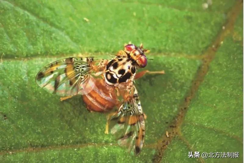 还有人从国外寄来20多只果蝠标本?海淘代购注意了,邮寄蜥蜴、盆景入境,可能会入刑!