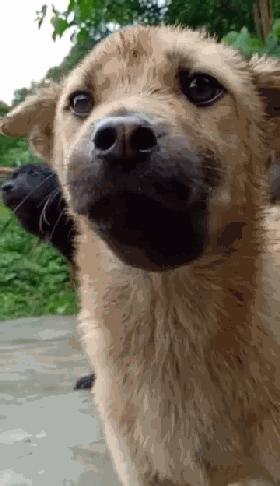 二哈碰到蜜蜂视频,被蜜蜂叮到二哈