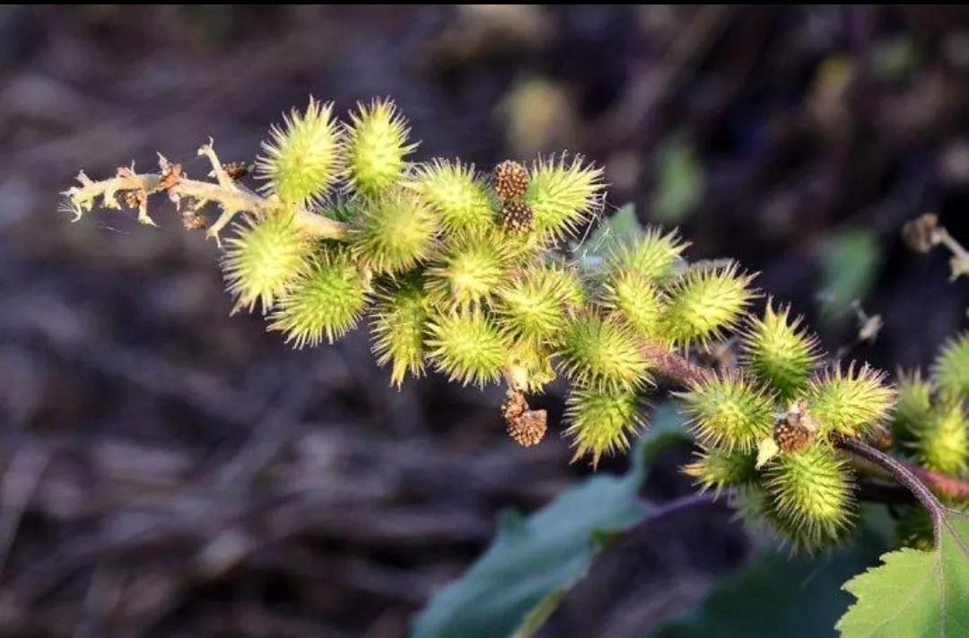 野生植物类中药一览表,民间中药植物