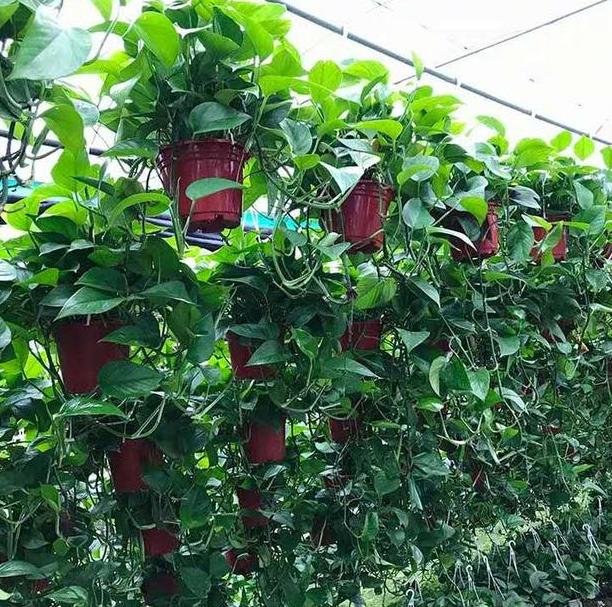 小妙招绿萝加什么长得绿油油,养绿萝只需加几粒它绿萝疯长