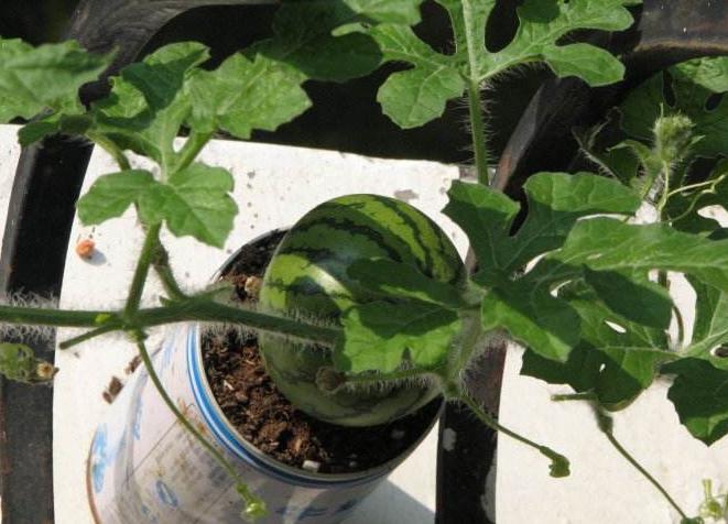 姘存灉鏋滄牳涓嶈鎵旂泦鏍界璧锋潵,涓夌姘存灉绫戒笉鑳芥斁鐩嗛噷