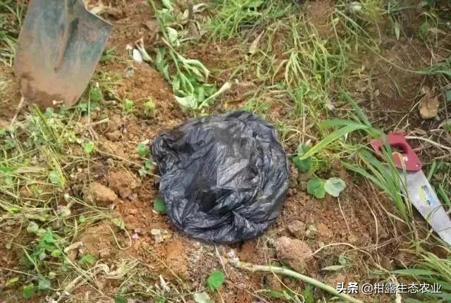 怎么判断柑橘树是黄龙病,如何防治黄龙病