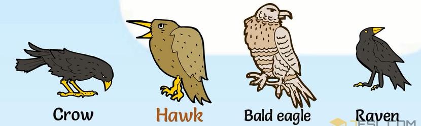 常见动物英语词汇大全,英语常见词汇大全表