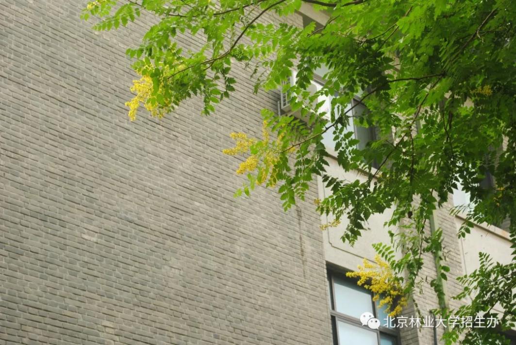 北京“绿色学府”:占地13176亩,坐拥8大餐厅,新华社、中央电视台聚焦关注!