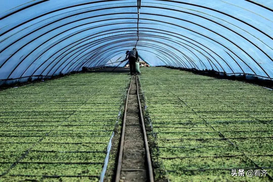 齐齐哈尔市梅里斯:面对“倒春寒”,区农业技术推广中心建议您