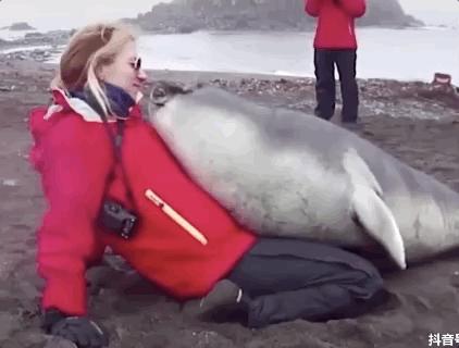 海豚“杰克”在暗礁海域为船只引航41年，爱让我们更懂得善待生命