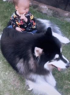 谁说怀孕要送走狗狗？如今狗狗成了孩子专属保镖啦