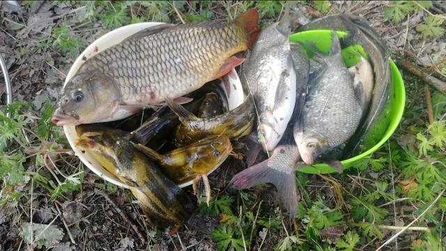 台钓双钩挂红虫或蚯蚓怎么调漂,台钓蚯蚓最佳调漂方法