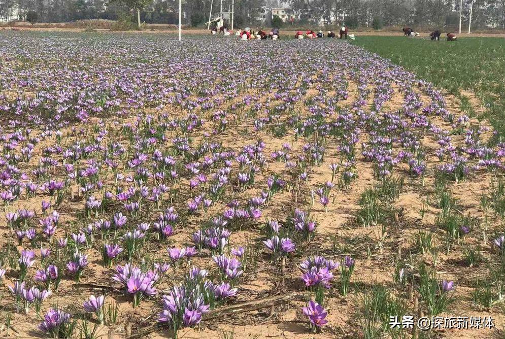 别被忽悠了藏红花也不贵,你还在买藏红花吗