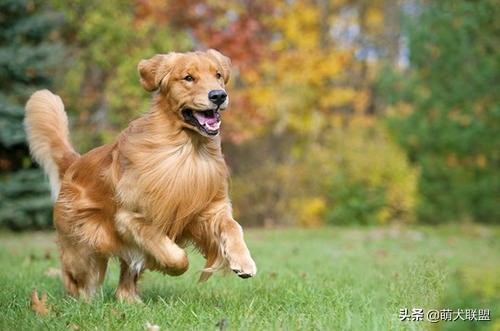 常见的猎犬都有哪些,最厉害的猎犬是哪种