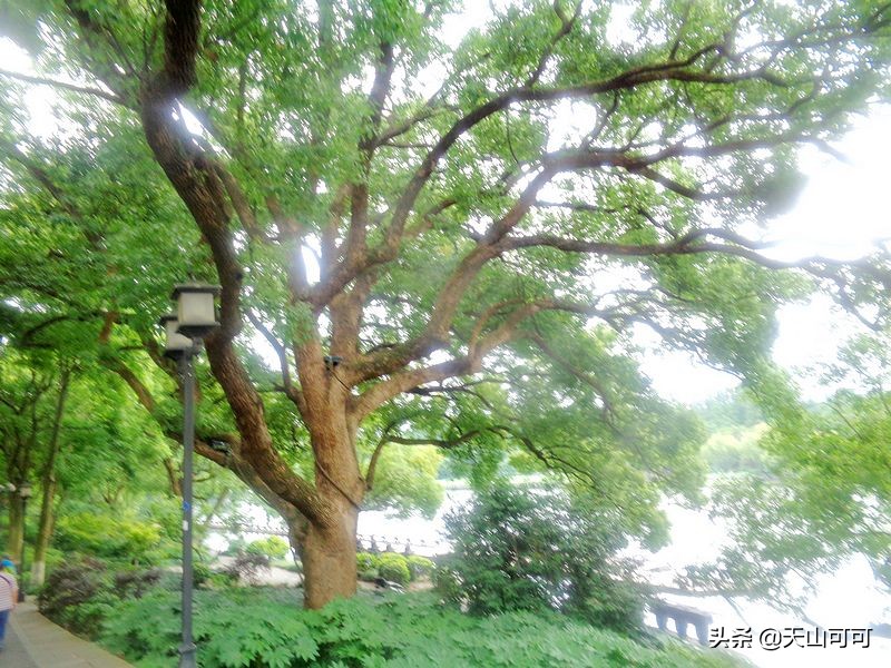 西湖一日游西湖景色到底有多美,再说一遍西湖之美