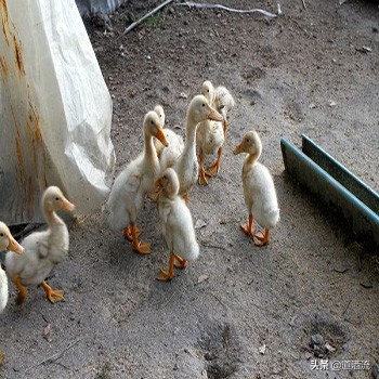 羊巴氏杆菌病症状治疗,巴氏杆菌病的防治方法