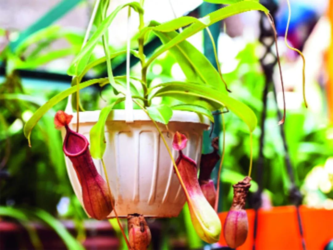 什么植物防辐射吸甲醛,防辐射吸甲醛最好植物