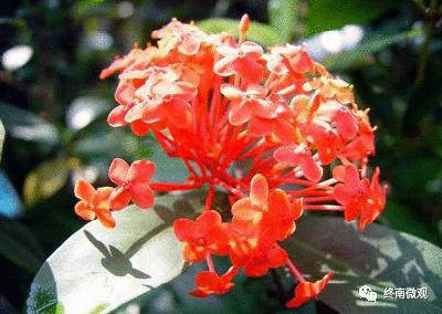 日本国花是什么花啊,全世界各国的国花是什么花