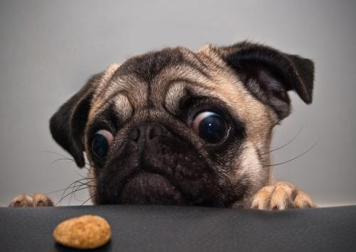 各种犬的性格分析,中型犬性格好的有哪些