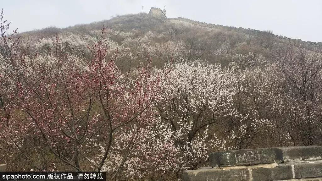 春暖花开,北京周边适合登高的地方,花开正美!还有专线能直达一个5*级A**长城景区!