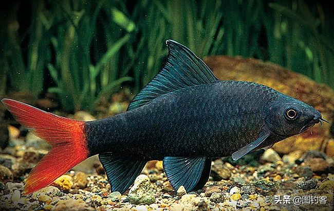中国前十热带观赏鱼,热带观赏鱼鲤科鱼类主要有哪些鱼