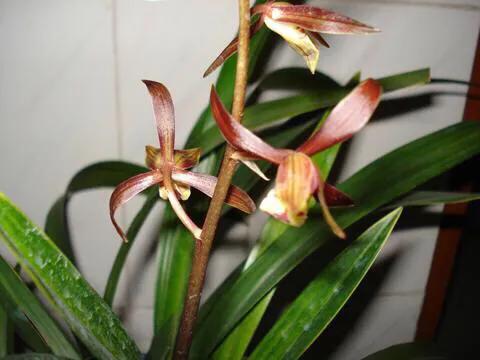 怎样的金嘴墨兰好,墨兰名品金嘴鉴赏