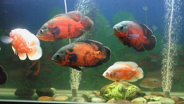 地图鱼突眼不爱游动拒食怎么治疗,地图鱼养死的办法