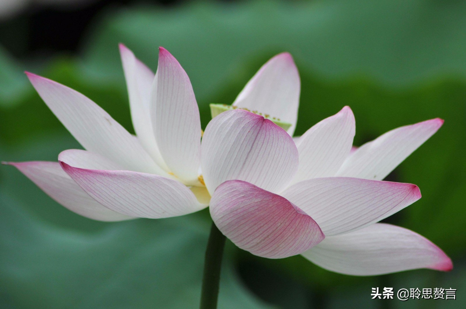 夏日诗句精选,30首夏日诗词人间最美是初夏