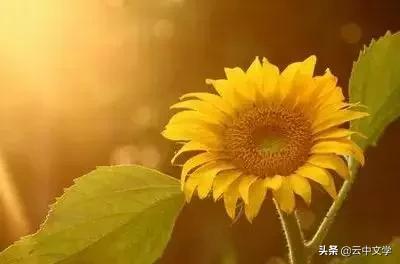 花语大全100种花图片,100种花的花语太全了