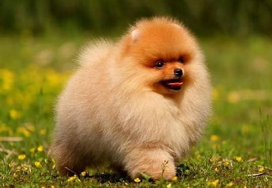 如何挑选一只健康的博美犬,买博美犬怎么挑选不选到串