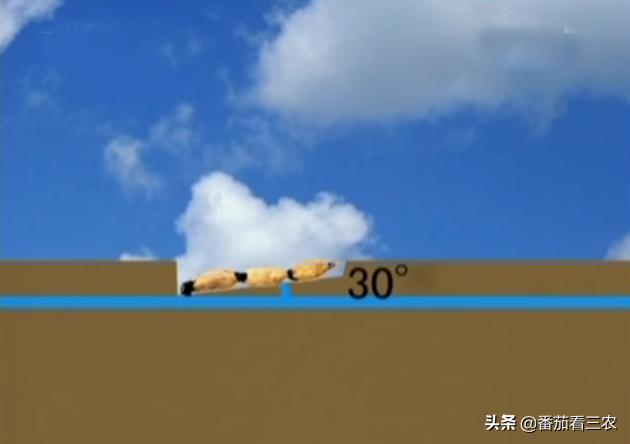 种莲藕为什么要放水蛭,藕田水蛭养殖技术和方法