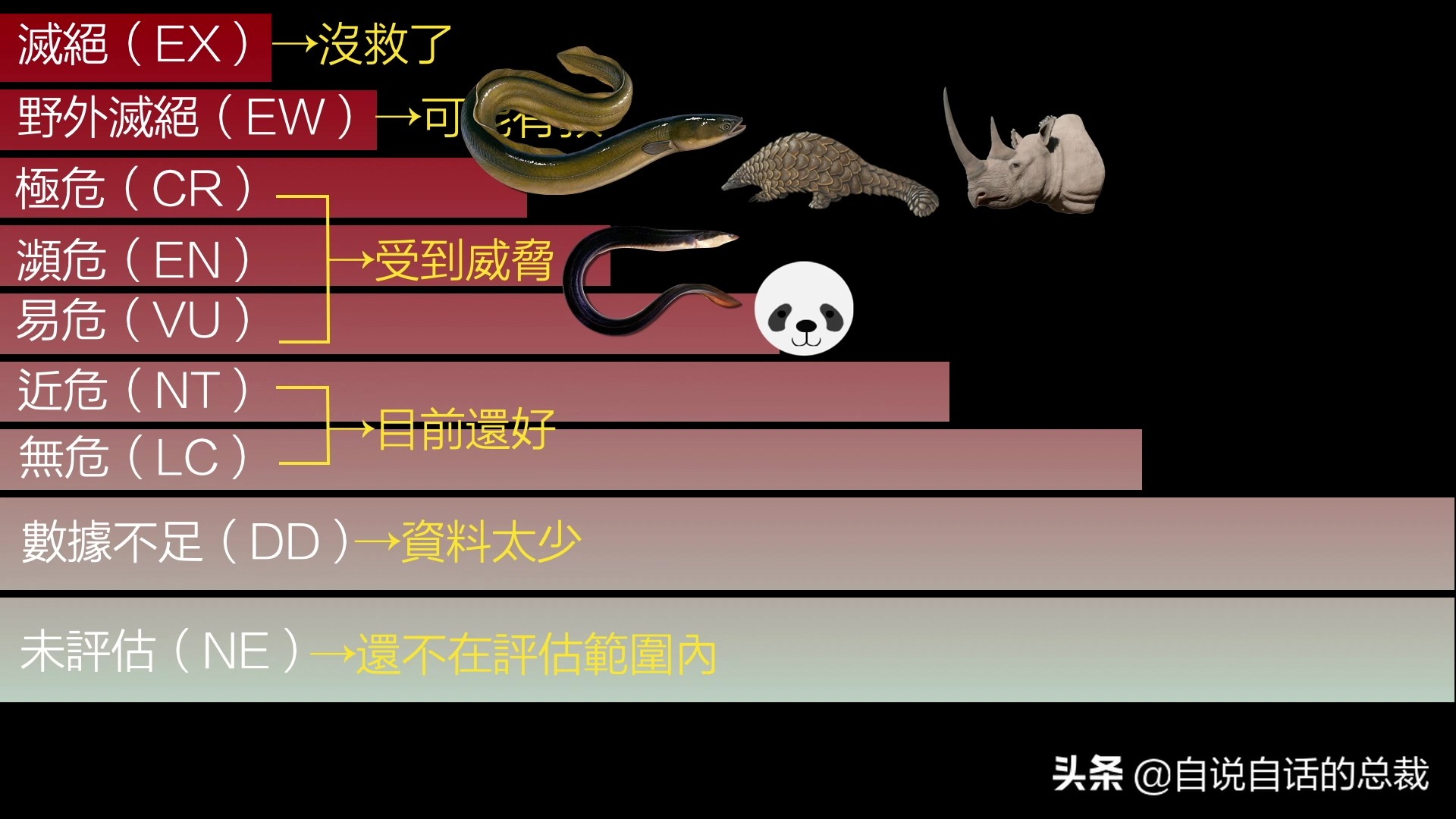 原来，你吃的鳗鱼，每一只都见过海底深渊的秘密｜自说自话的总裁