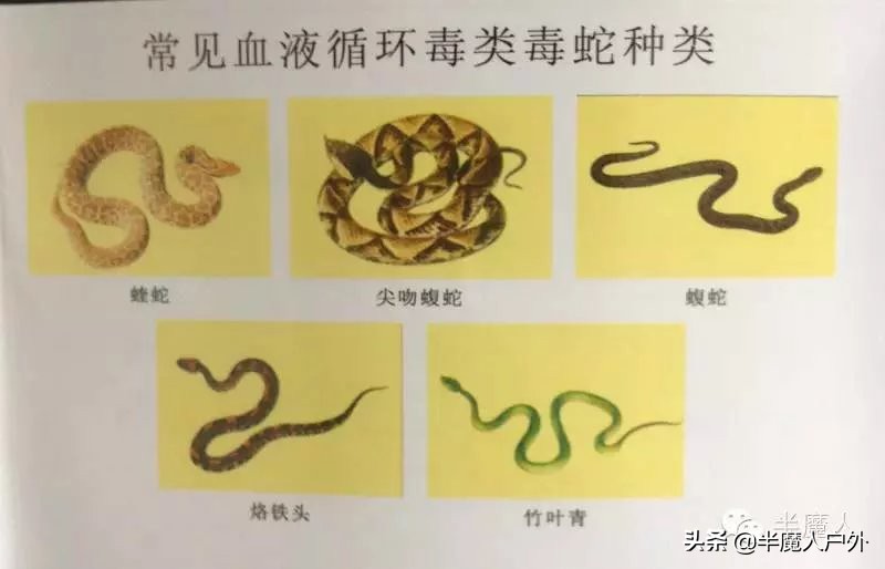 野外生存的知识有哪些,农村常见的蛇类你都认识吗