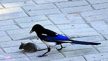 追兔捉鹰,撵兔子逮鹰的话