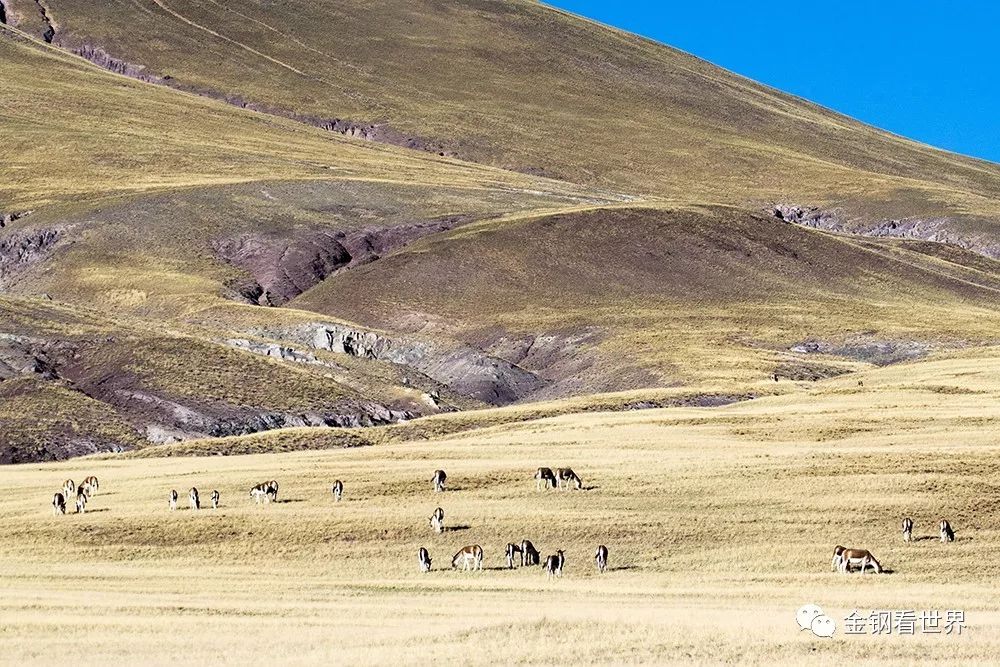 藏狼捕食牦牛,藏西狼徒步边境